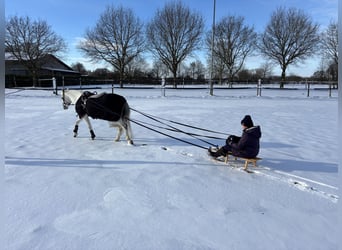 Welsh B, Mare, 15 years, 13.1 hh, Grey