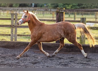 Welsh B, Mare, 15 years, 13 hh, Chestnut-Red