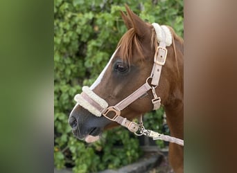 Welsh B, Mare, 15 years, 13,1 hh, Chestnut-Red