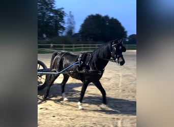 Welsh B, Mare, 16 years, 12,2 hh, Brown