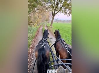 Welsh B, Mare, 16 years, 12,2 hh, Brown