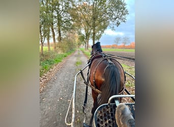 Welsh B, Mare, 16 years, 12,2 hh, Brown