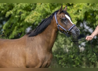 Welsh B, Mare, 16 years, 13,1 hh