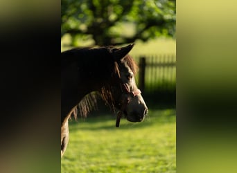 Welsh B, Mare, 16 years, 13,2 hh, Dun