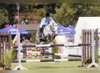 Welsh B, Mare, 16 years, 14,1 hh, Gray