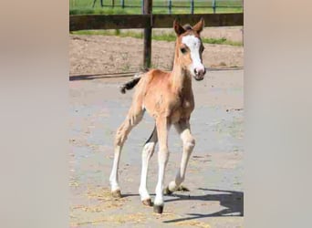 Welsh B, Mare, 17 years, 11,2 hh, Brown