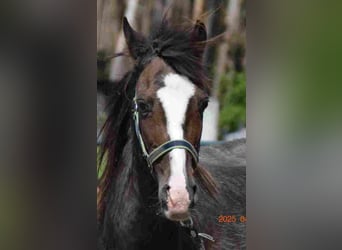 Welsh B, Mare, 17 years, 11,2 hh, Brown