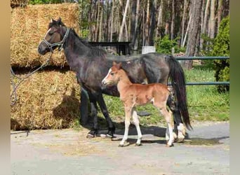 Welsh B, Mare, 17 years, 11,2 hh, Brown