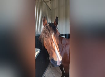 Welsh B, Mare, 17 years, 12.1 hh, Brown