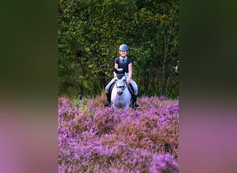 Welsh B, Mare, 17 years, 12,1 hh, Grey