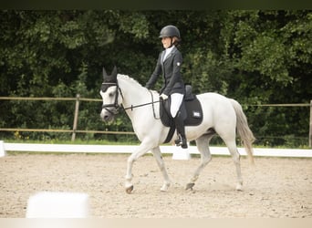 Welsh B, Mare, 17 years, 12,1 hh, Grey