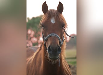 Welsh B Mix, Mare, 19 years, 12.2 hh, Chestnut-Red