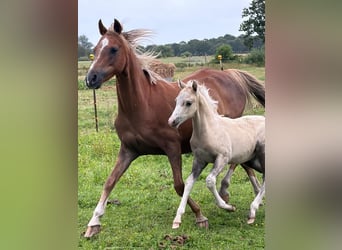 Welsh B, Mare, 19 years, 12.3 hh, Chestnut-Red