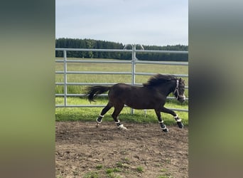 Welsh B Mix, Mare, 1 year, 10,2 hh, Buckskin