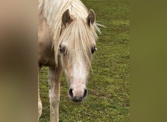 Welsh B, Mare, 1 year, 13.1 hh, Palomino