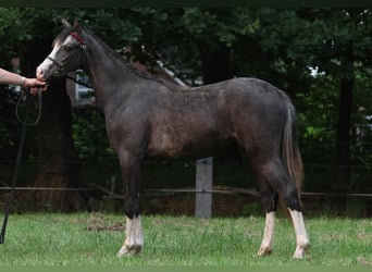 Welsh B, Mare, 1 year, 13,1 hh, Gray-Dark-Tan