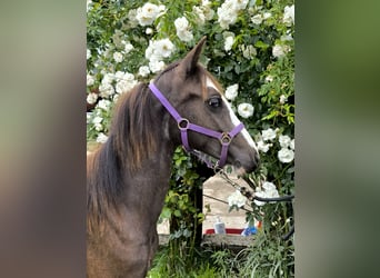 Welsh B, Mare, 1 year, Buckskin