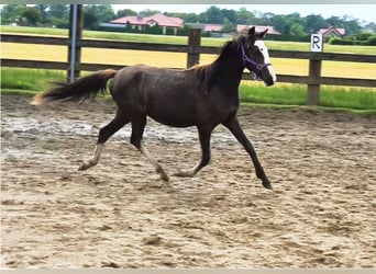 Welsh B, Mare, 1 year, Buckskin