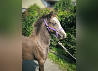 Welsh B, Mare, 1 year, Buckskin