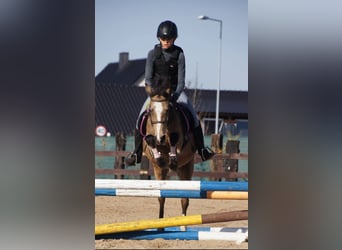 Welsh B, Mare, 1 year, Buckskin