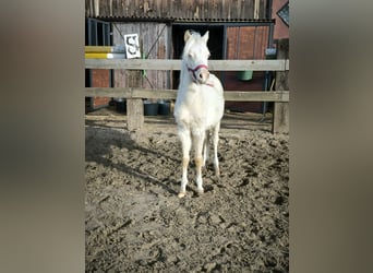 Welsh B, Mare, 1 year, Cremello