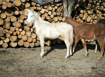 Welsh B, Mare, 1 year, Cremello