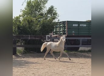 Welsh B, Mare, 1 year, Cremello