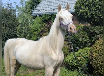 Welsh B, Mare, 1 year, Cremello