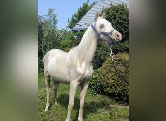Welsh B, Mare, 1 year, Cremello