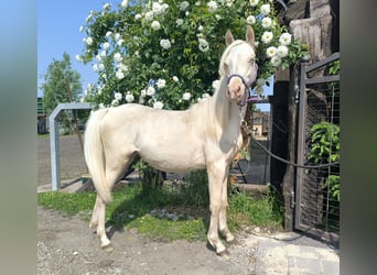 Welsh B, Mare, 1 year, Cremello