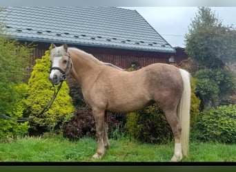 Welsh B, Mare, 1 year, Cremello