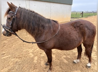 Welsh B, Mare, 20 years, 12,2 hh, Chestnut-Red