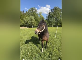 Welsh B, Mare, 21 years, 12,2 hh, Bay-Dark