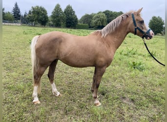 Welsh B, Mare, 21 years, 13 hh, Palomino