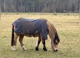 Welsh B, Mare, 21 years, Champagne