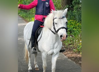 Welsh B, Mare, 22 years, 11.2 hh, Gray