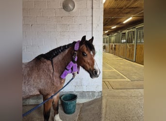 Welsh B, Mare, 23 years, 12 hh, Brown