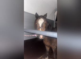 Welsh B, Mare, 24 years, 11,2 hh, Brown