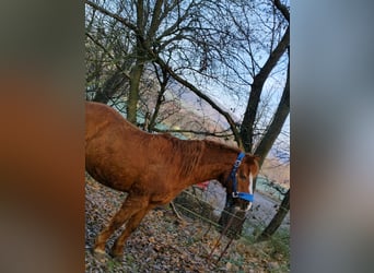 Welsh B, Mare, 24 years, 12,3 hh, Chestnut-Red