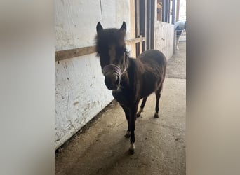 Welsh B Mix, Mare, 2 years, 10,2 hh