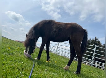 Welsh B Mix, Mare, 2 years, 11.1 hh, Buckskin