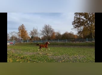 Welsh B, Mare, 2 years, 11,2 hh, Chestnut-Red