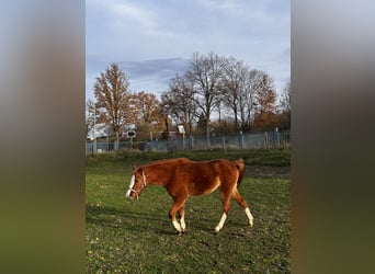 Welsh B, Mare, 2 years, 11,2 hh, Chestnut-Red