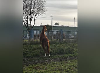 Welsh B, Mare, 2 years, 11,2 hh, Chestnut-Red