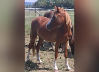 Welsh B, Mare, 2 years, 11,2 hh, Chestnut-Red