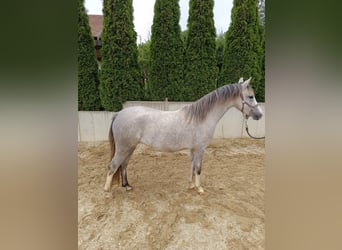 Welsh B, Mare, 2 years, 12,1 hh