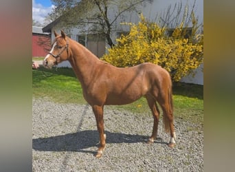 Welsh B, Mare, 2 years, 12.2 hh, Chestnut-Red