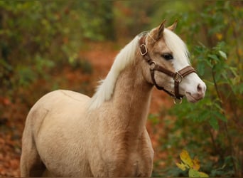 Welsh B, Mare, 2 years, 12 hh, Palomino