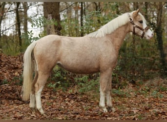 Welsh B, Mare, 2 years, 12 hh, Palomino
