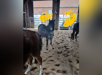 Welsh B, Mare, 2 years, 12,2 hh, Gray-Dark-Tan